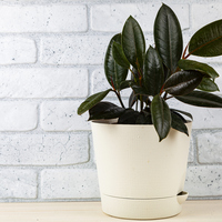 Kauçuk ağacı nasıl ve nerede yetiştirilir?