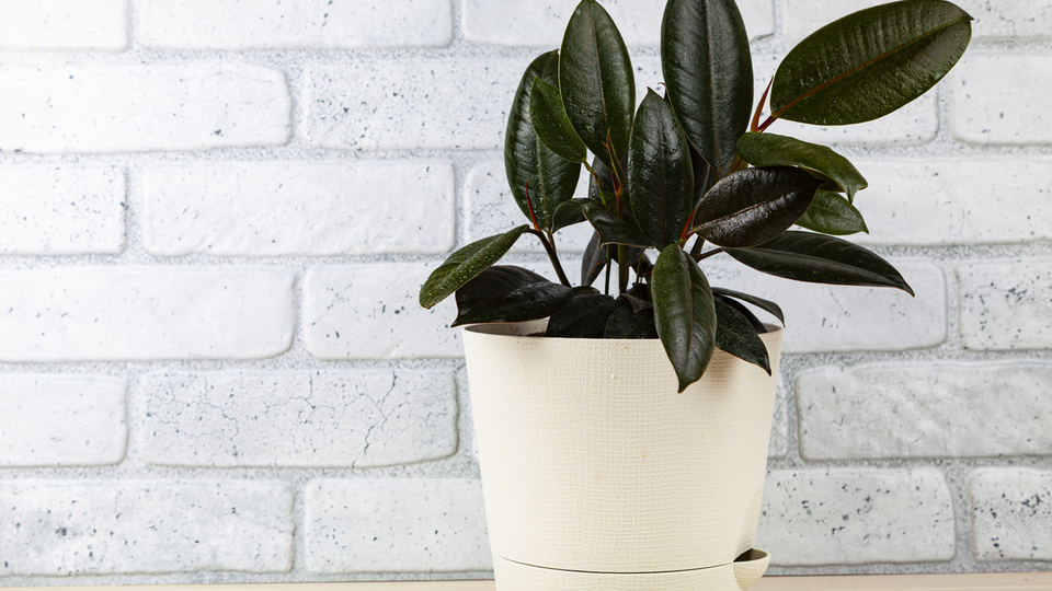 Kauçuk ağacı nasıl ve nerede yetiştirilir?