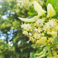Ihlamur ağacı nasıl ve nerede yetiştirilir?