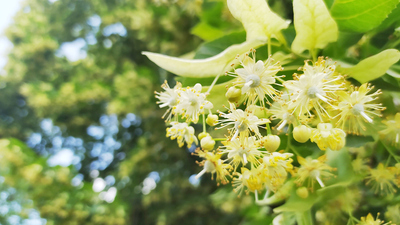 Ihlamur ağacı nasıl ve nerede yetiştirilir?
