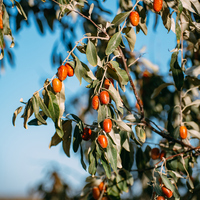 İğde ağacı nasıl ve nerede yetiştirilir?
