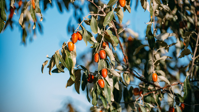 İğde ağacı nasıl ve nerede yetiştirilir?