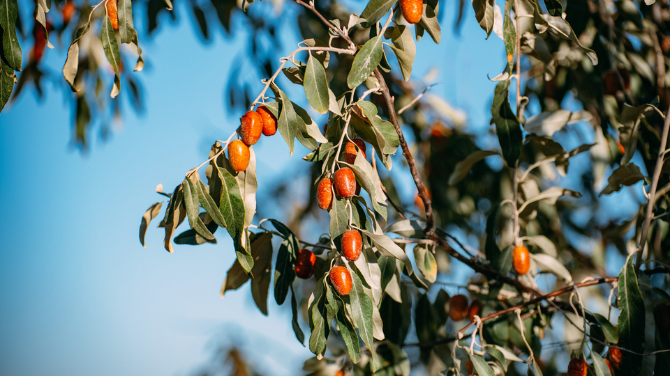 İğde ağacı nasıl ve nerede yetiştirilir?