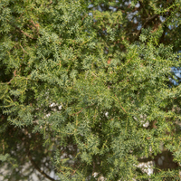 Andız ağacı nasıl ve nerede yetiştirilir?