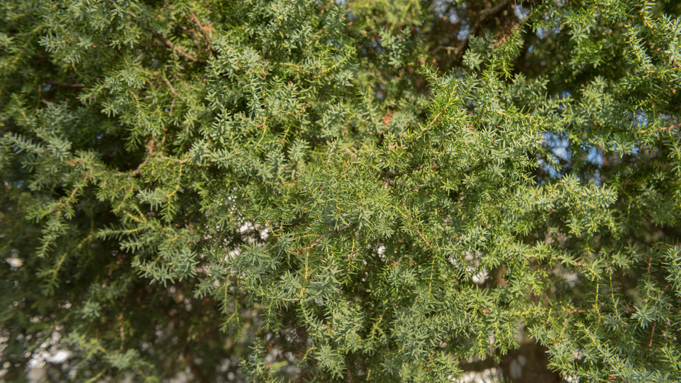 Andız ağacı nasıl ve nerede yetiştirilir?
