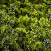 Ardıç ağacı nasıl ve nerede yetiştirilir?
