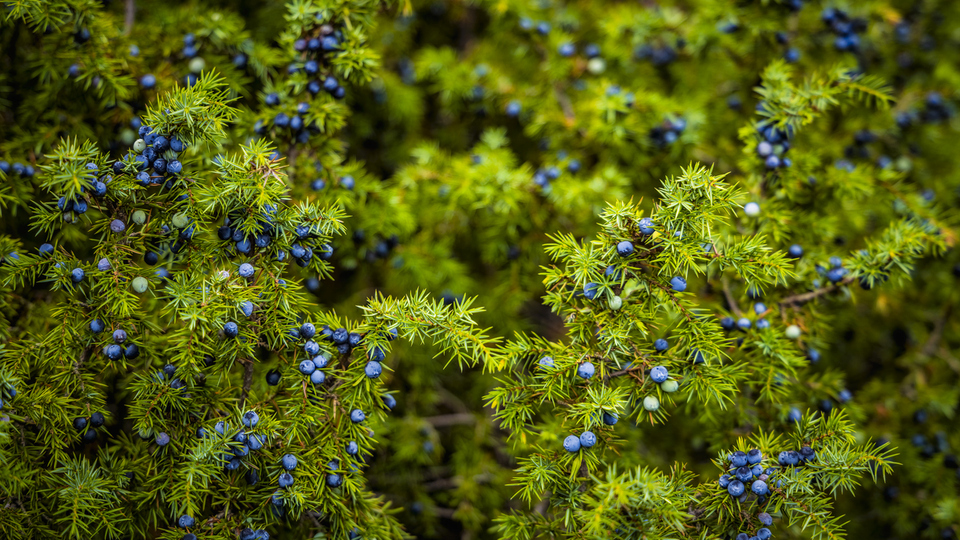 Ardıç ağacı nasıl ve nerede yetiştirilir?