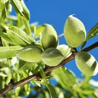 Badem ağacı nasıl ve nerede yetiştirilir?