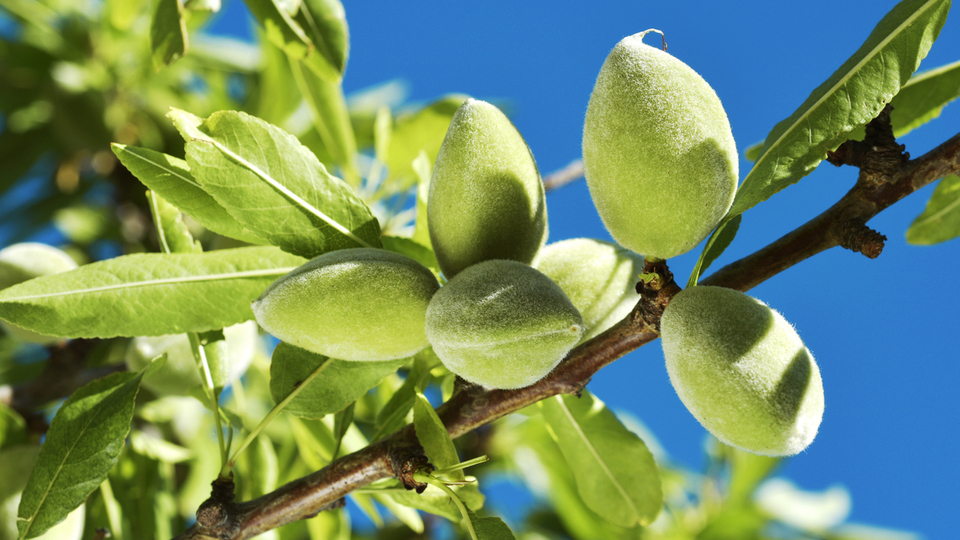 Badem ağacı nasıl ve nerede yetiştirilir?