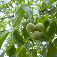Ceviz ağacı nasıl ve nerede yetiştirilir?