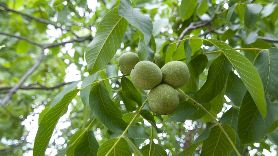 Ceviz ağacı nasıl ve nerede yetiştirilir?