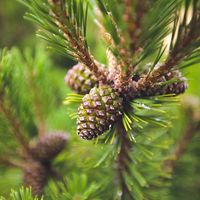 Çam ağacı nasıl ve nerede yetiştirilir?