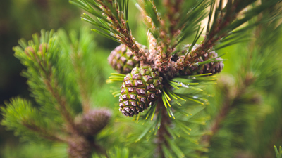 Çam ağacı nasıl ve nerede yetiştirilir?