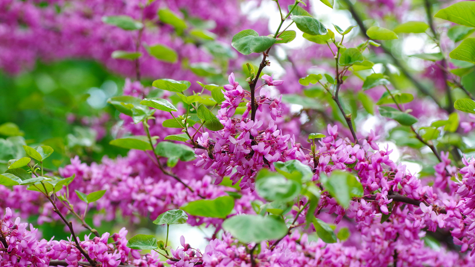 Erguvan ağacı nasıl ve nerede yetiştirilir?