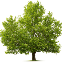 Çınar ağacı nasıl ve nerede yetiştirilir?