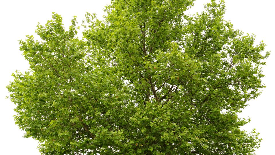 Çınar ağacı nasıl ve nerede yetiştirilir?