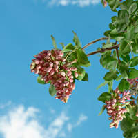 Fıstık ağacı nasıl ve nerede yetiştirilir?