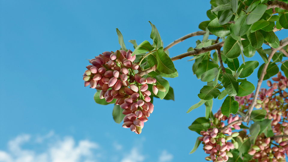 Fıstık ağacı nasıl ve nerede yetiştirilir?
