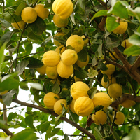 Limon ağacı nasıl ve nerede yetiştirilir?