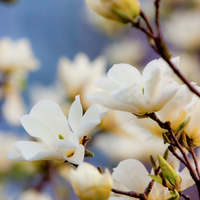 Manolya ağacı nasıl ve nerede yetiştirilir?