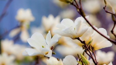 Manolya ağacı nasıl ve nerede yetiştirilir?