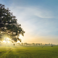 Meşe ağacı nasıl ve nerede yetiştirilir?