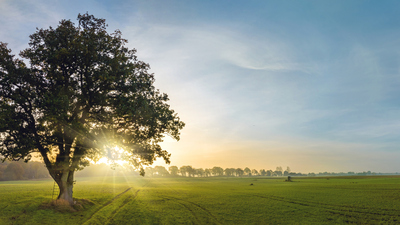 Meşe ağacı nasıl ve nerede yetiştirilir?