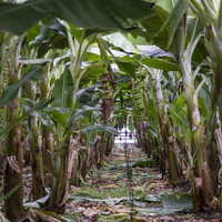 Muz ağacı nasıl ve nerede yetiştirilir?