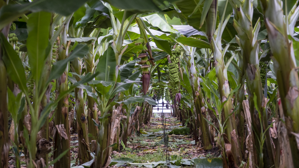 Muz ağacı nasıl ve nerede yetiştirilir?