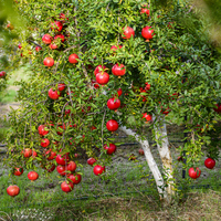Nar ağacı nasıl ve nerede yetiştirilir?