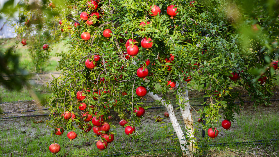 Nar ağacı nasıl ve nerede yetiştirilir?