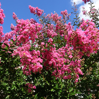 Oya ağacı nasıl ve nerede yetiştirilir?