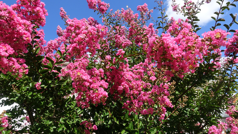 Oya ağacı nasıl ve nerede yetiştirilir?