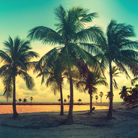 Palmiye ağacı nasıl ve nerede yetiştirilir?