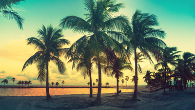 Palmiye ağacı nasıl ve nerede yetiştirilir?