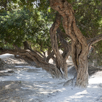Sakız ağacı nasıl ve nerede yetiştirilir?
