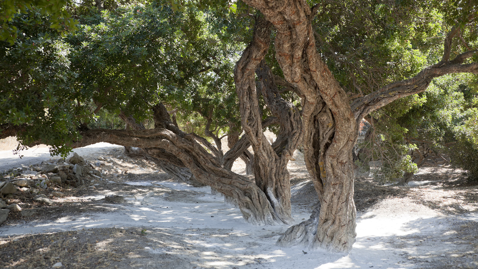 Sakız ağacı nasıl ve nerede yetiştirilir?