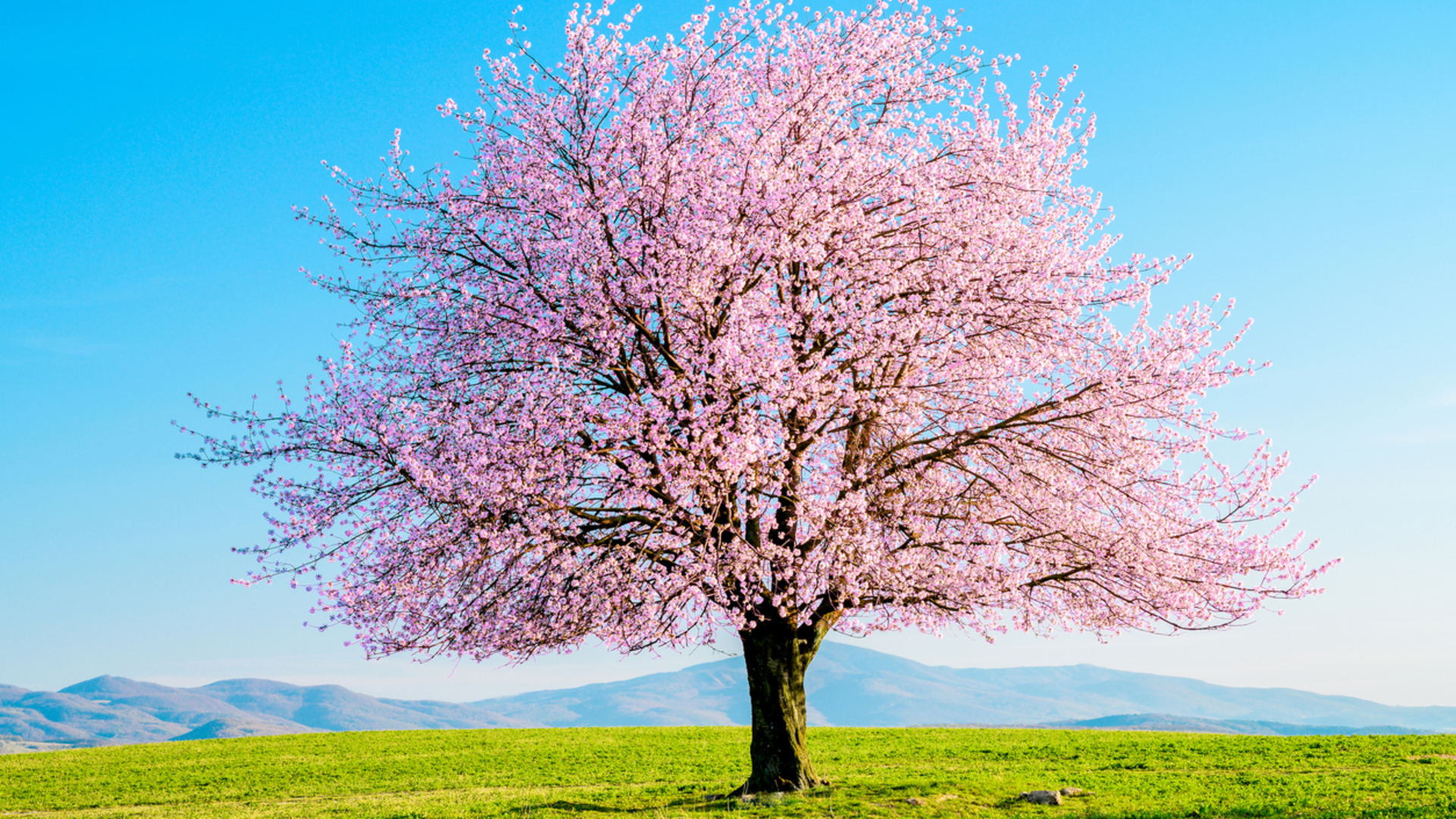 Sakura Ağacı Nasıl, Nerede Yetiştirilir? Sakura Ağacı Bakımı ...