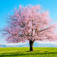 Sakura ağacı nasıl ve nerede yetiştirilir?