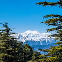 Sedir ağacı nasıl ve nerede yetiştirilir?