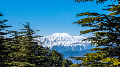 Sedir ağacı nasıl ve nerede yetiştirilir?