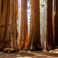 Sekoya ağacı nasıl ve nerede yetiştirilir?