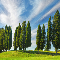 Selvi ağacı nasıl ve nerede yetiştirilir?