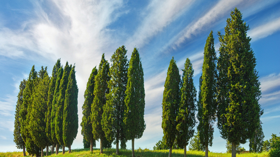 Selvi ağacı nasıl ve nerede yetiştirilir?