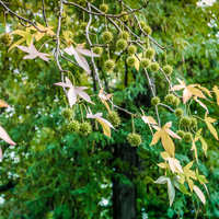 Sığla ağacı nasıl ve nerede yetiştirilir?