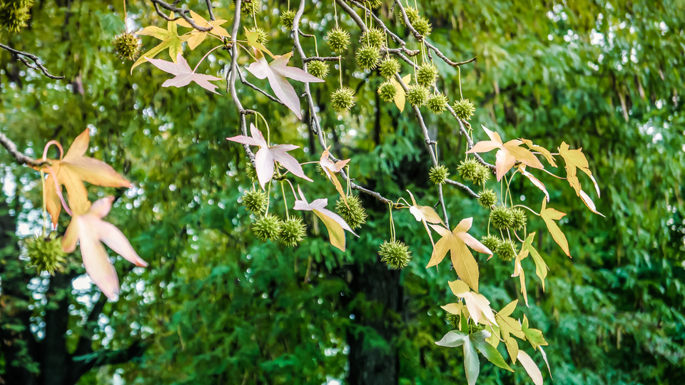 Sığla ağacı nasıl ve nerede yetiştirilir?