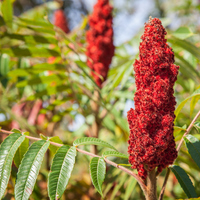 Sumak ağacı nasıl ve nerede yetiştirilir?