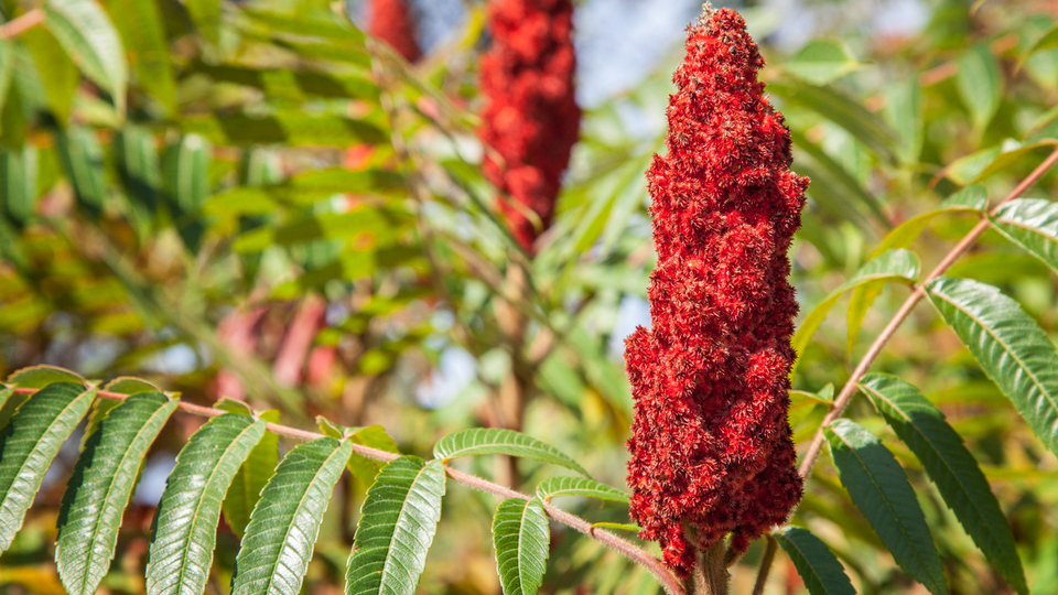 Sumak ağacı nasıl ve nerede yetiştirilir?