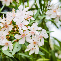 Zakkum ağacı nasıl ve nerede yetiştirilir?
