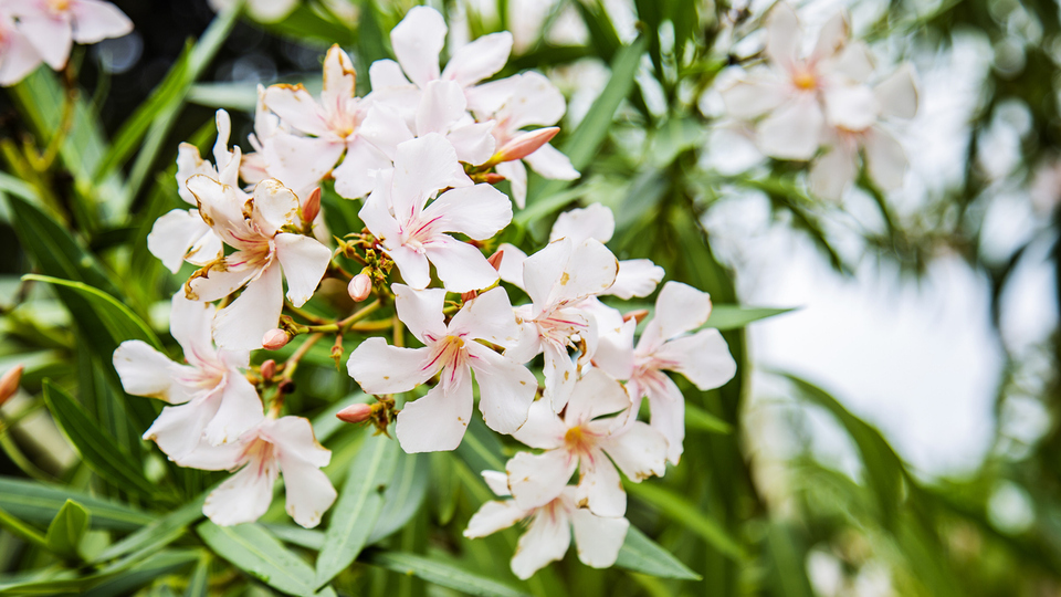Zakkum ağacı nasıl ve nerede yetiştirilir?